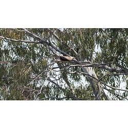 Whistling kite and nest with hatchlings next to caravan park.