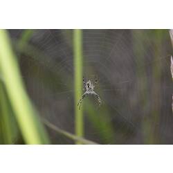 <em>Argiope</em> sp., orb-weaving spider. Murray Explored Bioscan.