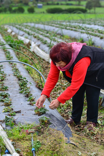 Woman working with plants in a field.