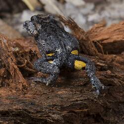 Brown frog with yellow flashes on legs and arms.
