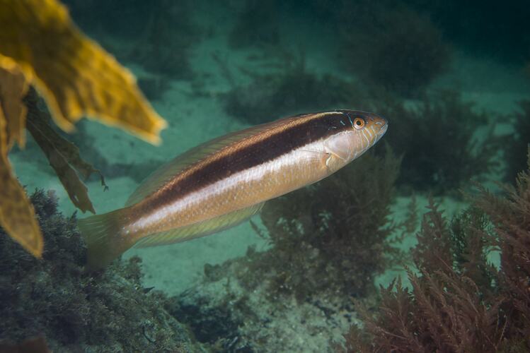 Long, thin fish with dark stripe along side.