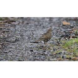 Speckled brown bird on ground.