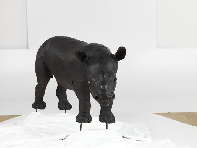 Front view of taxidermied juvenile black rhino.
