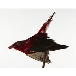 Red taxidermied bird specimen, side view.