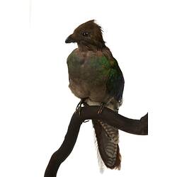 Green and brown bird specimen.