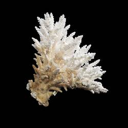 Side view of dry stagorn coral skeleton.
