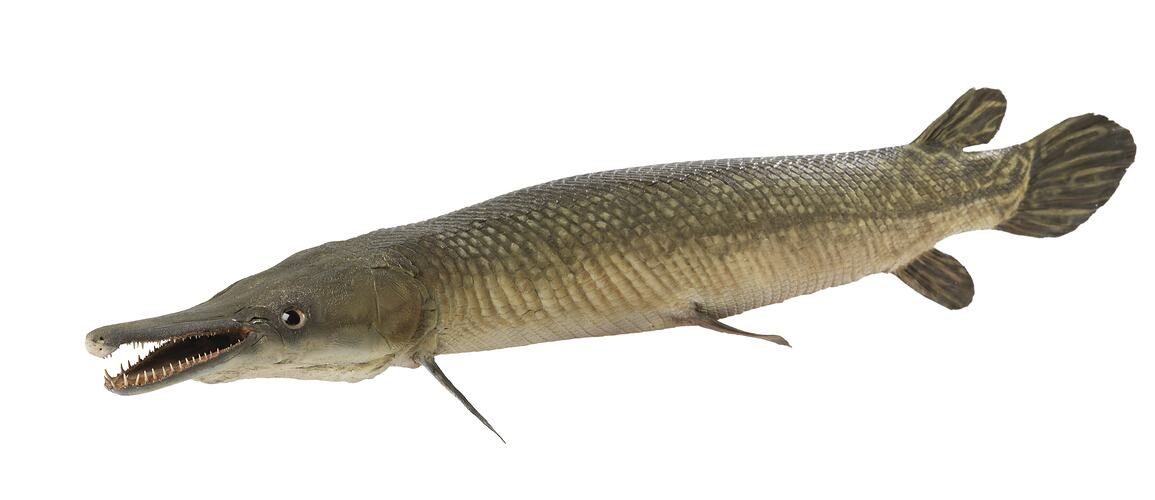Long taxidermied fish specimen.
