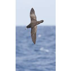 Brown bird in flight over ocean.