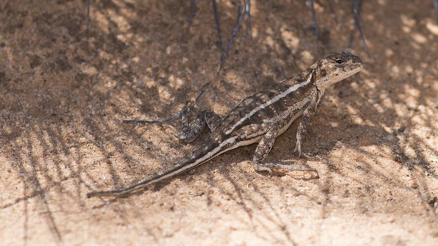 Brown lizard with white stripe down side in shade.