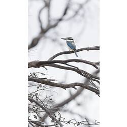 White bird on bare tree.