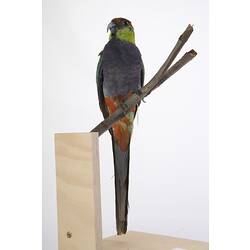 Taxidermied parrot specimen wth grey, red, yellow and green feathers, perched on a branch.