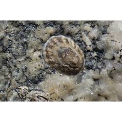 Cream and brown limpet on rock.