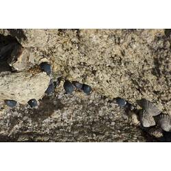 Row of black snail shells on rock.