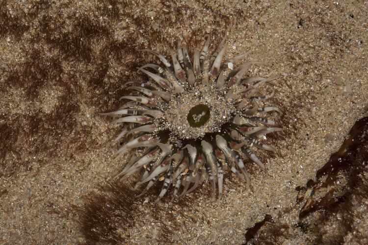 Anemone on sand, tentacles open.
