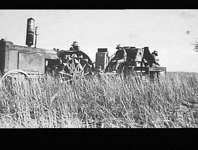 1932 TYPE HEADER WITH BAGGING PLATFORM AT WORK IN 10 BAG CROP OF WHEAT ON PROPERTY OF MR. W. BLUNT, EMUS SWAMP, ORANGE, NSW: JAN 1933