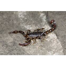 Dark brown scorpion on rock.