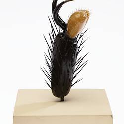 Model of foot of house fly standing upright with leg hairs and claw at top end. On cream base.