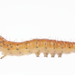 Wax model of red and white sparsely haired moth larvae with brown spots. Left profile.