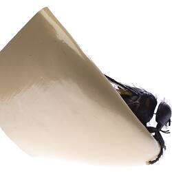 Model black fly with clear plastic wings and legs outstretched. Sits on edge of beige coloured plaster spout.