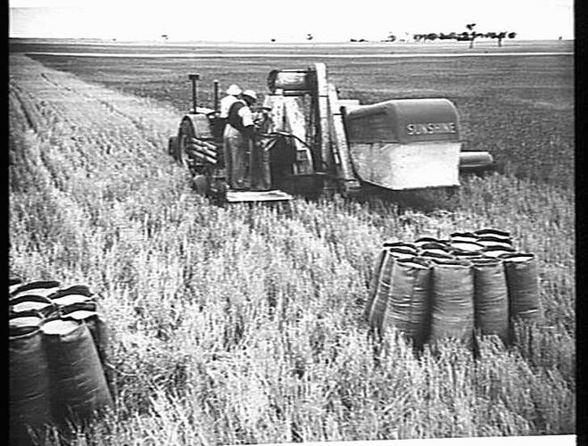 12 FT. SUNSHINE NO.4 P.T.O. HEADER HARVESTS 15 BAGS OF QUADRANT WHEAT TO THE ACRE ON THE FARM OF MR W. DAHLENBURG, HORSHAM, VIC. JAN.1947