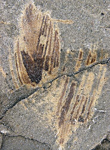 Fossil feather on rock matrix