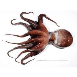 Front view of white-brown-red octopus on white background with ruler.