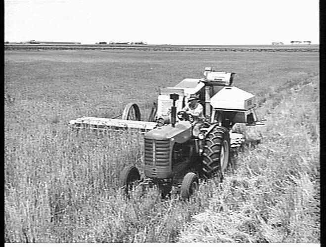 MR. ROY PEACOCK, WILLAURA, VIC., NO. 4 HEADER AND 744D TRACTOR IN 8-BAG CROP OF QUADRAT WHEAT: JAN 1953