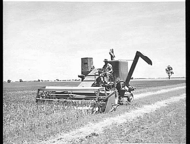 MR. F. COATSWORTH OF WYCHEPROOF, VIC., HARVESTING 30 BUSHELS OF `INSIGNIA' WHEAT, TO THE ACRE, WITH HIS MASSEY HARRIS `780' SELF PROPELLED HEADER: DEC 1953