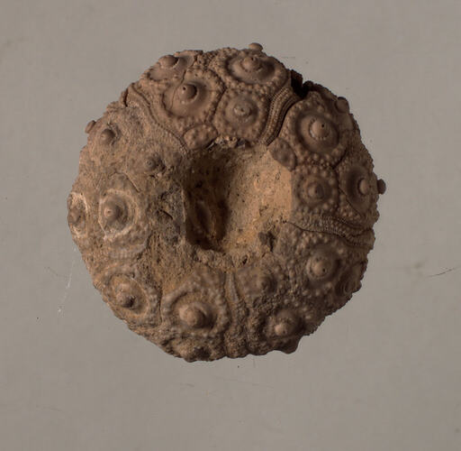 <em>Cidaris florigemma</em>, fossil sea urchin. [P 75371]