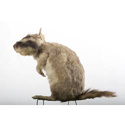 Taxidermied rat-like specimen , side view.