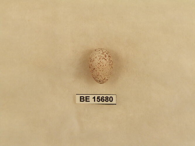 Bird egg with specimen label.