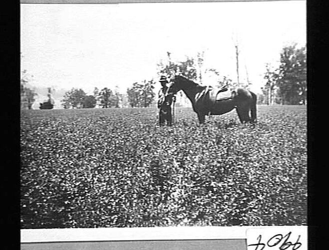 NO. 21A M-H CULT. ON MR. J. B. GAMBLY'S FARM, OLD BONALBO, QLD: 12 ACRE PADDOCK OF LUCERNE ONE MONTH AFTER RENOVATING, NOV 1931: (THIS IMPLEMENT IS ALSO THE SUNSHINE HIGH WHEEL LUCERNE RENOVATOR)