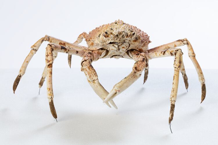 <em>Leptomithrax gaimardii</em>, Giant Spider Crab. [J 46721.25]