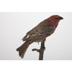 <em>Pinicola enucleator enucleator</em>, Pine Grosbeak, mount.  Registration no. 58185.