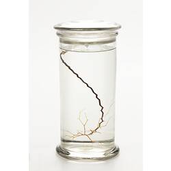 Golden coral wet specimen in glass jar.