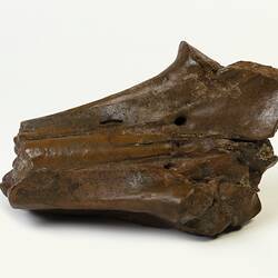 Research Focus, Bayside Fossils - Beaked Whale Rostrum, Ziphiidae