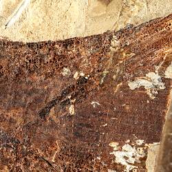 Brown fossil fish in pale matrix, detail.