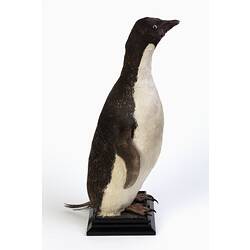 Penguin specimen mounted to a black base.