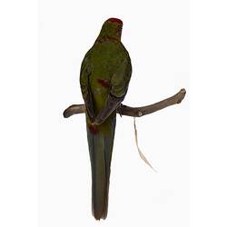 Green, red and blue parrot specimen with handwritten label.