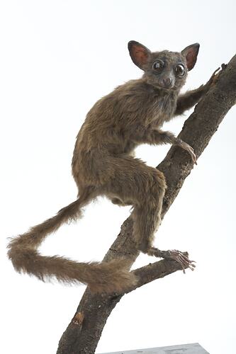 <em>Galago alleni</em>, Allen's Squirrel Galago, mount.  Registration no. C 30234.