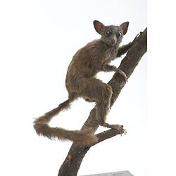 <em>Galago alleni</em>, Allen's Squirrel Galago, mount.  Registration no. C 30234.