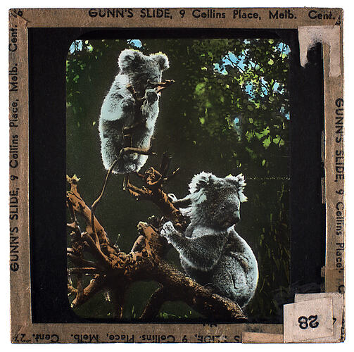 Lantern Slide - Universal Opportunity League, Two Koalas