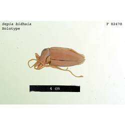 Ventral view of preserved cuttlefish specimen.