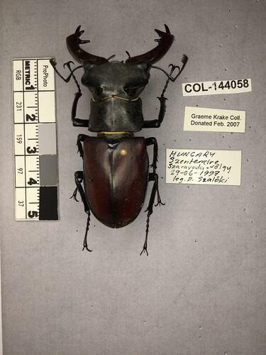 Shiny metallic brown beetle specimen with large mandibles, pinned next to text labels.