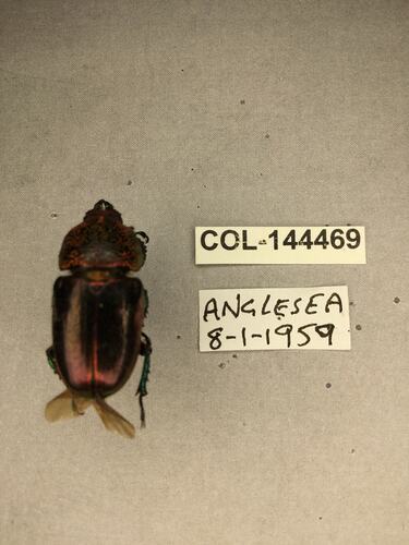 Shiny brown beetle specimen with large mandibles, pinned next to text labels.