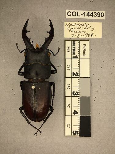 Dorsal view of pinned beetle specimen with labels.