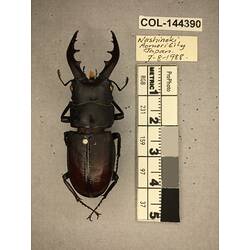 Dorsal view of pinned beetle specimen with labels.