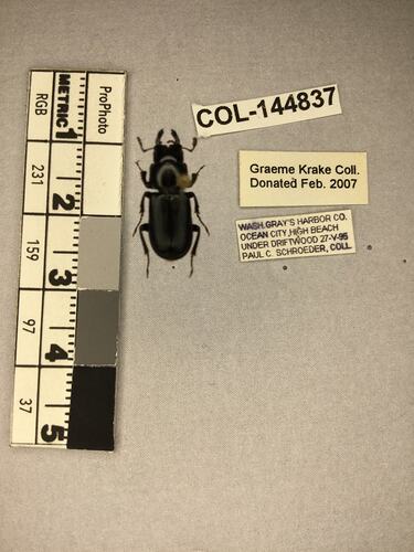 Shiny brown beetle specimen with large mandibles, pinned next to text labels.