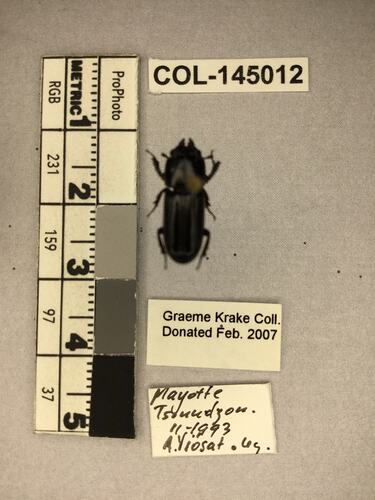 Shiny brown beetle specimen with large mandibles, pinned next to text labels.
