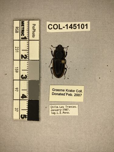 Shiny brown beetle specimen with large mandibles, pinned next to text labels.